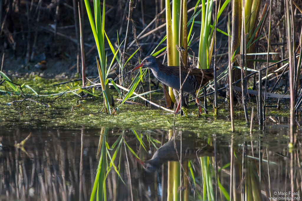 Water Railadult, identification, walking