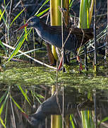 Water Rail