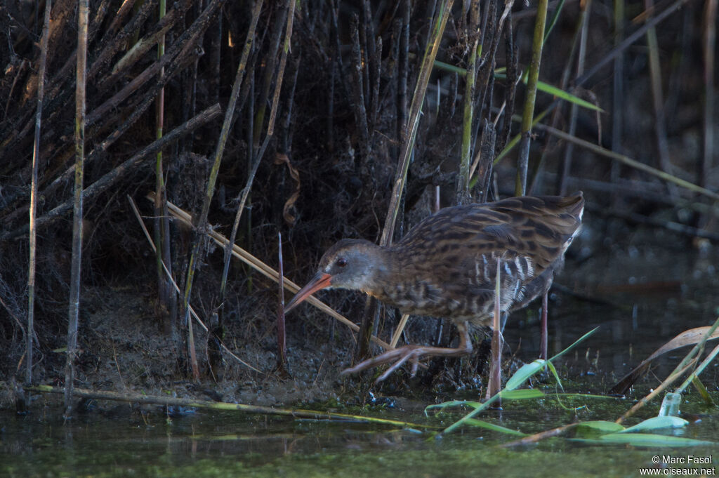 Râle d'eauimmature, identification