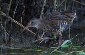 Water Rail