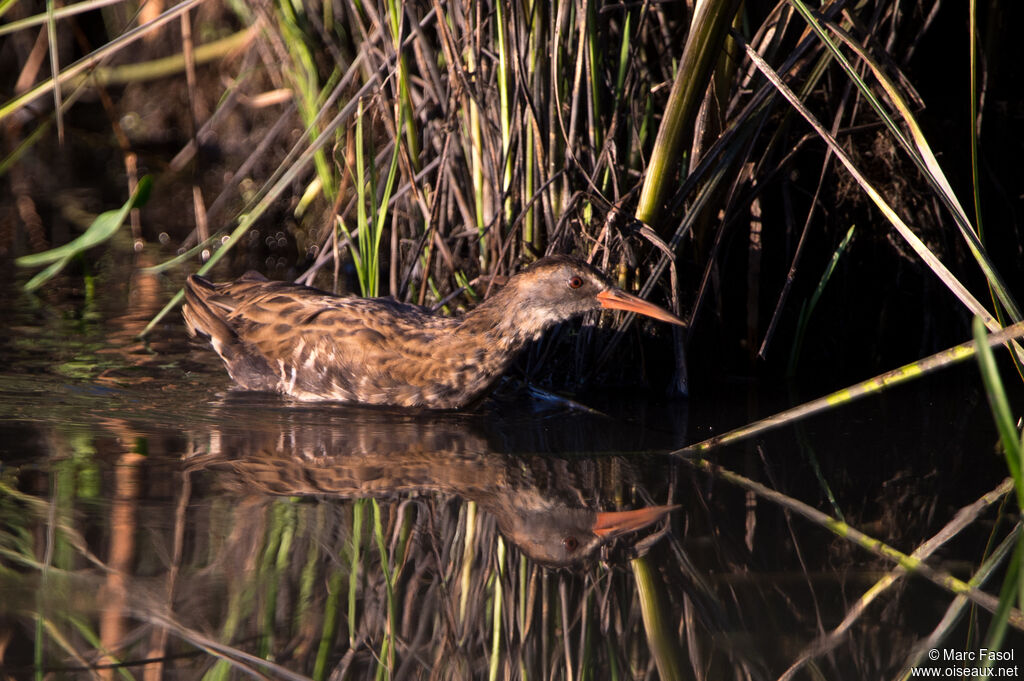 Râle d'eauimmature, identification, nage