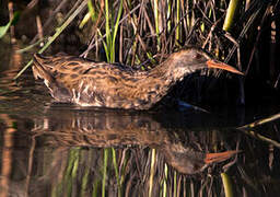 Water Rail