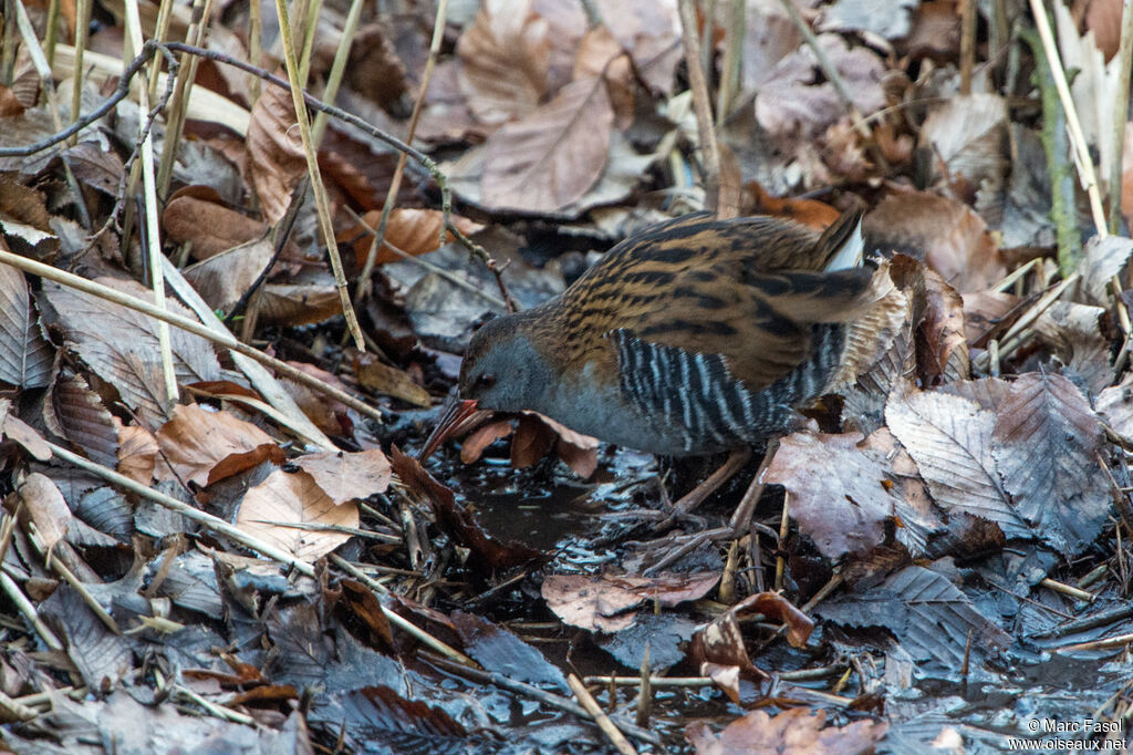 Râle d'eau, identification, mange