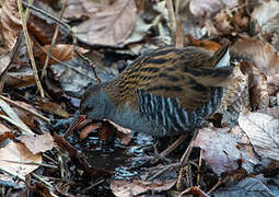 Water Rail