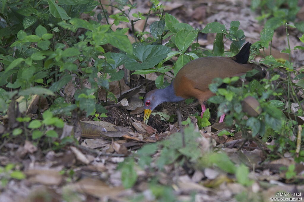 Grey-cowled Wood Railadult, identification, feeding habits