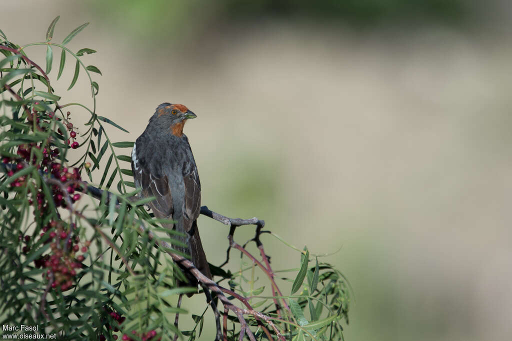 White-tipped Plantcutter male adult, habitat, pigmentation