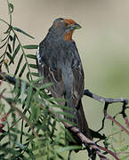 White-tipped Plantcutter