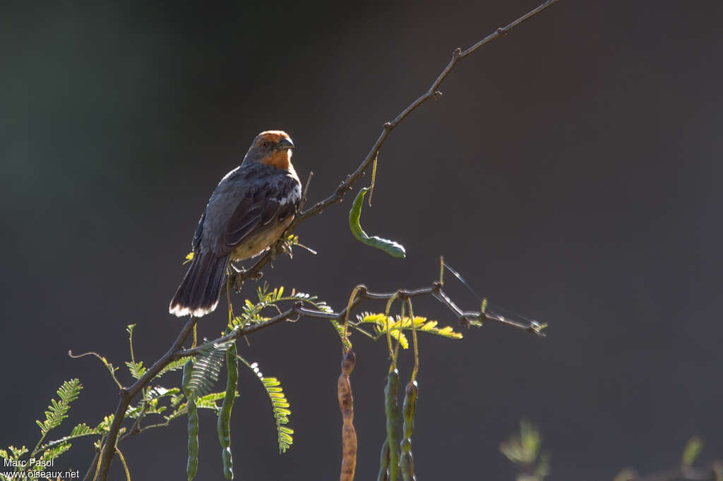 White-tipped Plantcutter male adult, identification