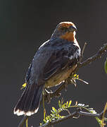 White-tipped Plantcutter