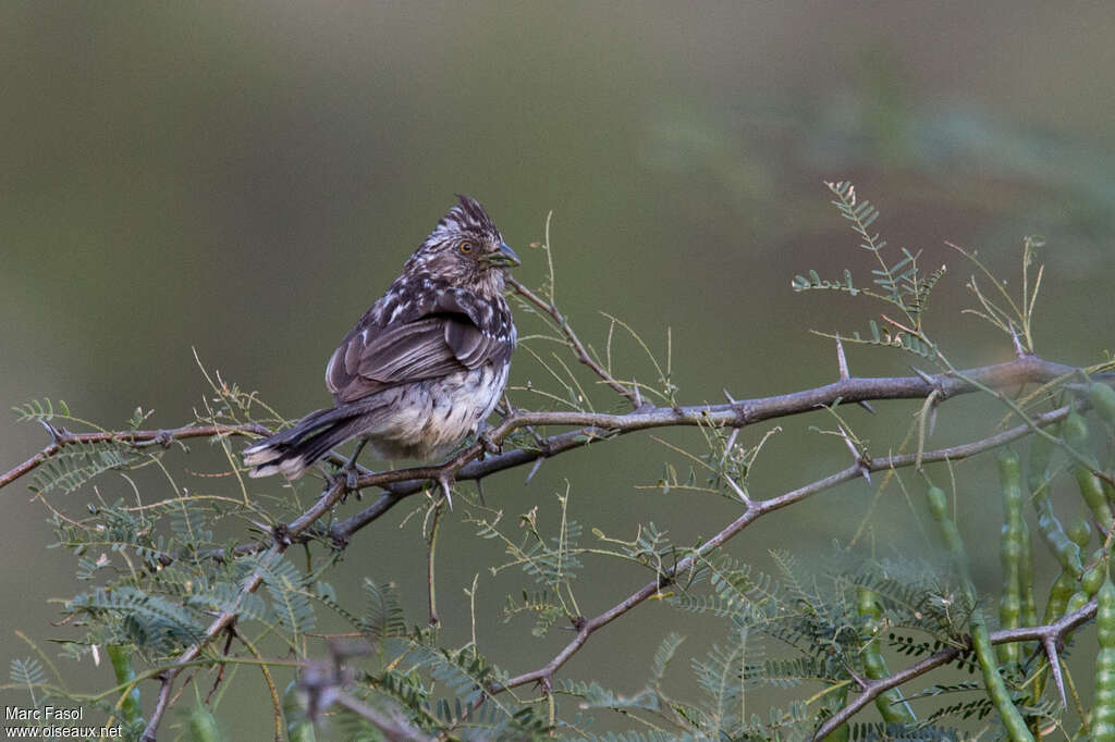 White-tipped Plantcutter female adult, identification