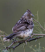 White-tipped Plantcutter