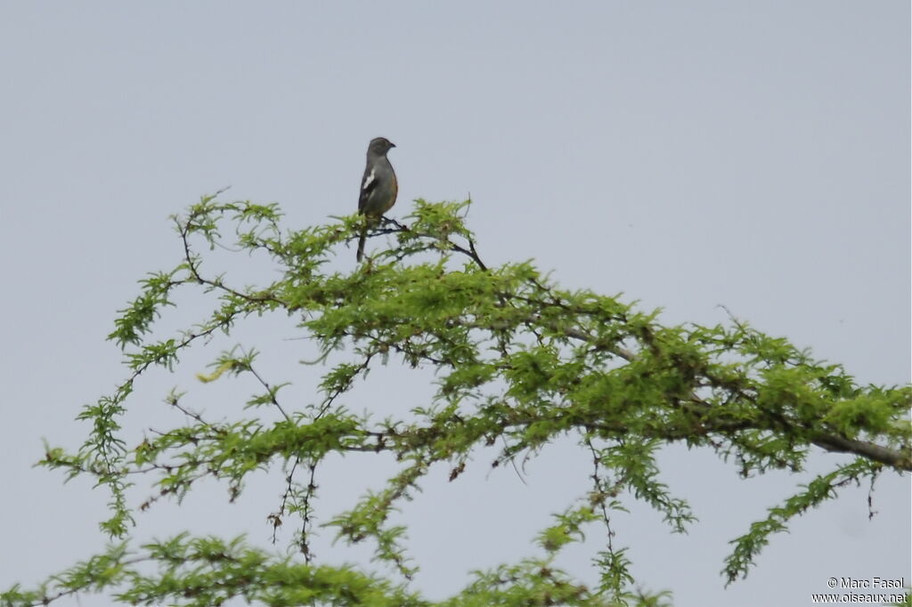 Peruvian Plantcutter male adult, identification