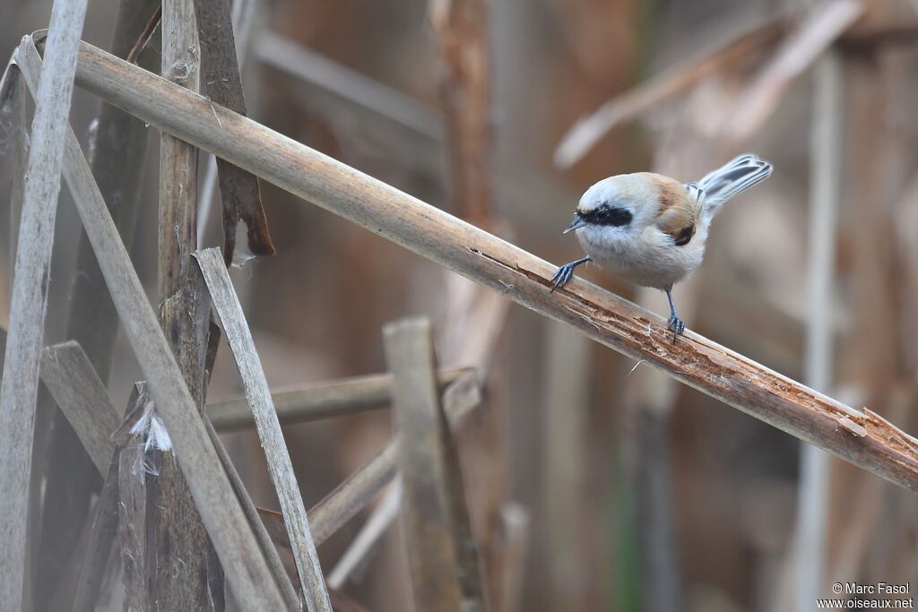 Eurasian Penduline Tit female adult post breeding, identification