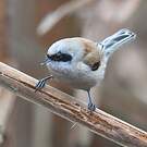 Rémiz penduline