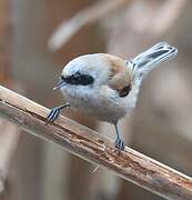 Eurasian Penduline Tit