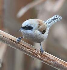 Rémiz penduline