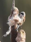 Eurasian Penduline Tit