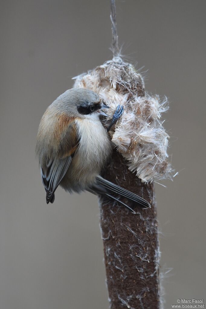 Rémiz penduline femelle adulte internuptial, identification, régime, Comportement