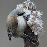 Eurasian Penduline Tit