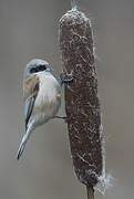 Eurasian Penduline Tit