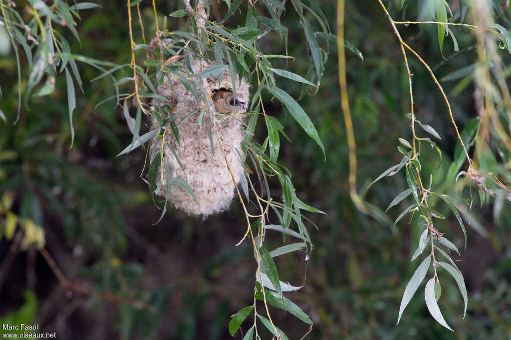 Rémiz penduline mâle, habitat, Nidification