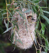 Rémiz penduline