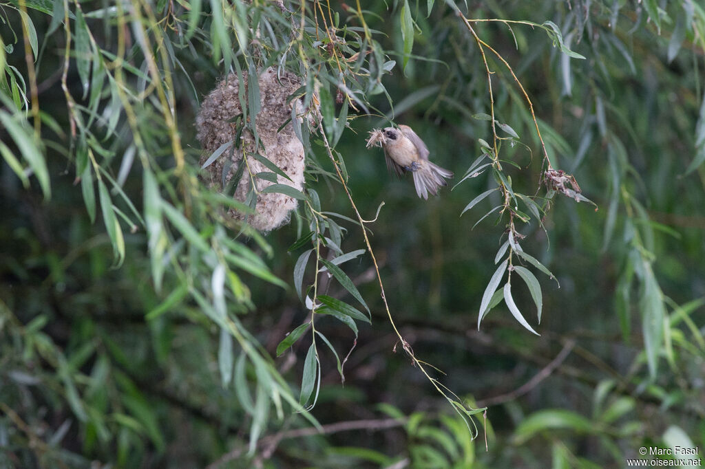 Eurasian Penduline Tit male, identification, Reproduction-nesting