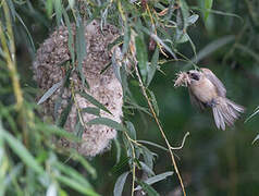 Eurasian Penduline Tit