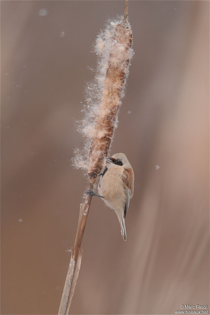 Rémiz penduline femelle adulte internuptial