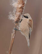 Eurasian Penduline Tit