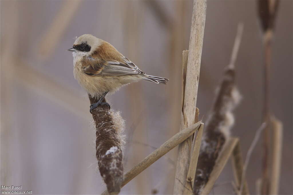 Eurasian Penduline Titadult post breeding, identification