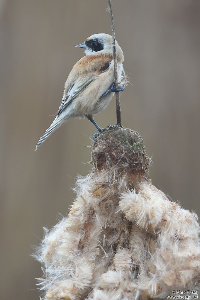 Eurasian Penduline Tit male adult post breeding, identification, feeding habits, Behaviour