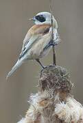 Eurasian Penduline Tit