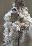 Eurasian Penduline Tit