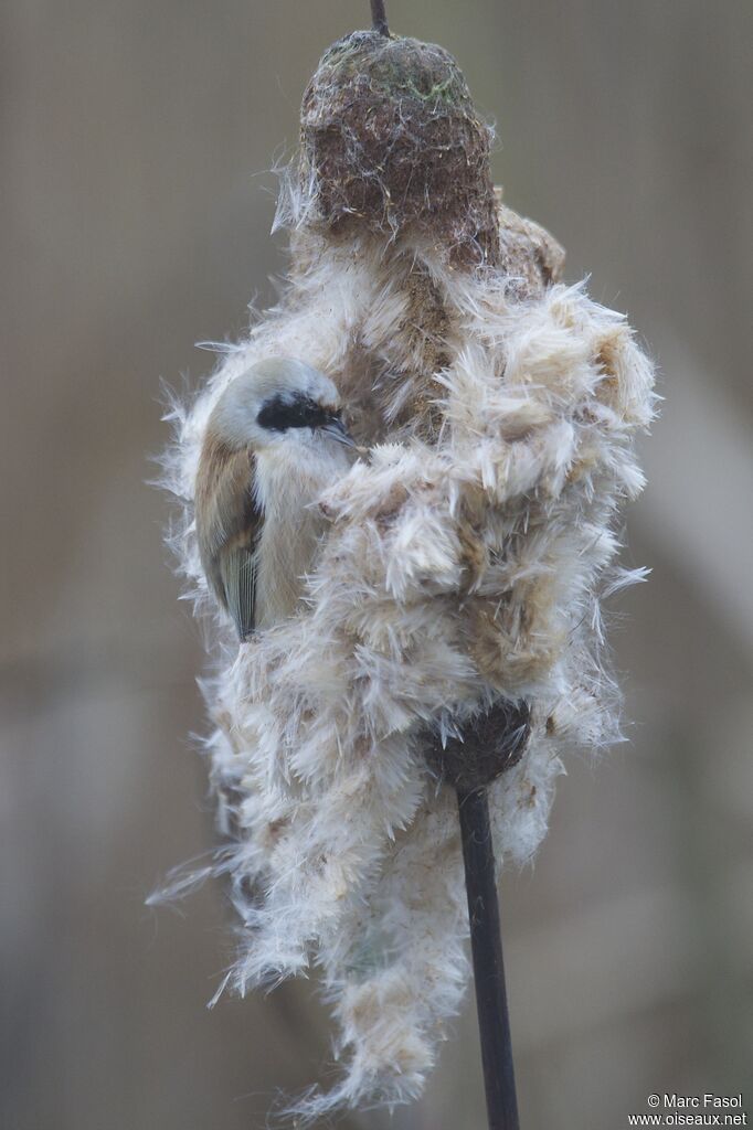 Eurasian Penduline Tit male adult post breeding, identification, camouflage, feeding habits, Behaviour