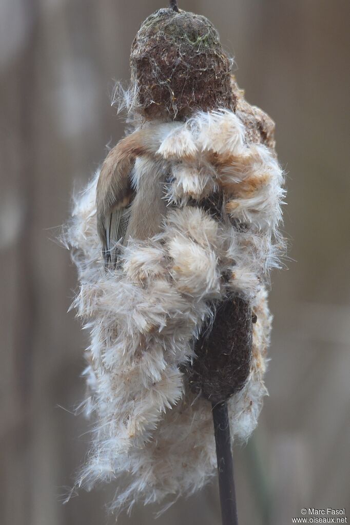 Eurasian Penduline Tit male adult post breeding, identification, camouflage, Behaviour