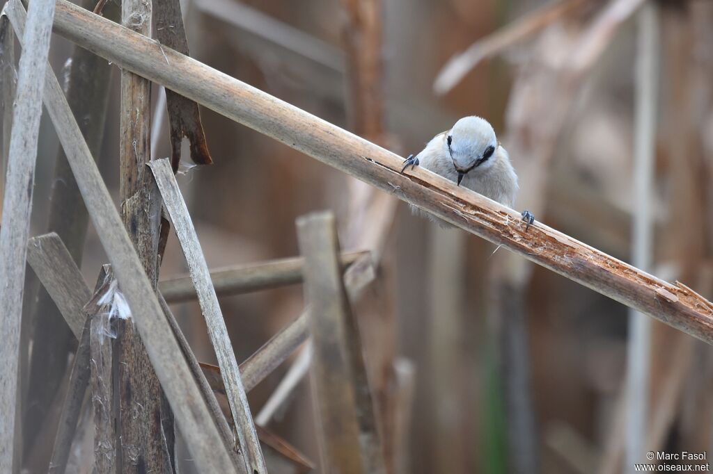 Eurasian Penduline Tit female, identification, feeding habits, Behaviour