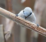 Eurasian Penduline Tit