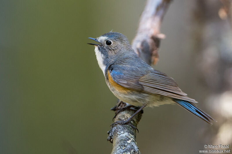 Red-flanked Bluetail male adult breeding, identification