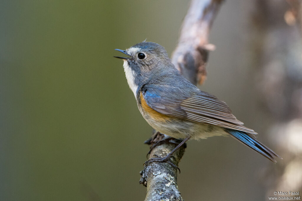 Robin à flancs roux mâle adulte nuptial, identification