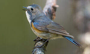 Red-flanked Bluetail