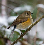 Robin à flancs roux