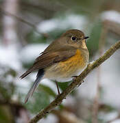 Red-flanked Bluetail