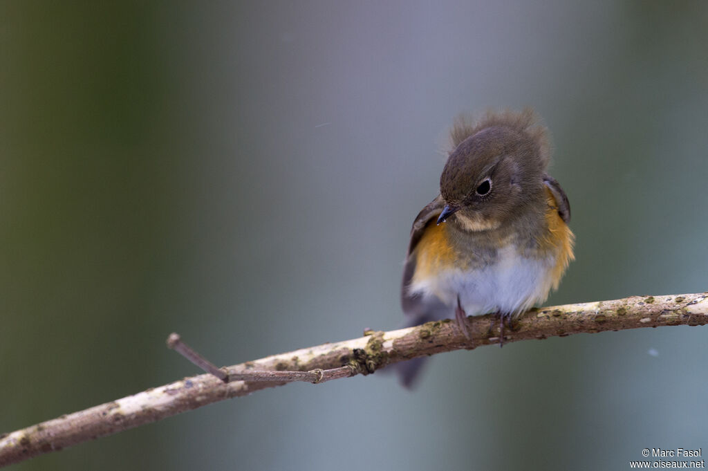 Robin à flancs rouximmature, pêche/chasse