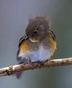 Robin à flancs roux