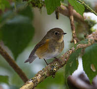 Robin à flancs roux