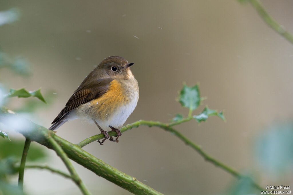 Robin à flancs rouximmature, identification, chant