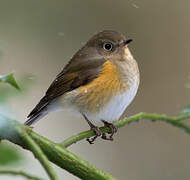 Red-flanked Bluetail