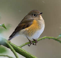 Robin à flancs roux