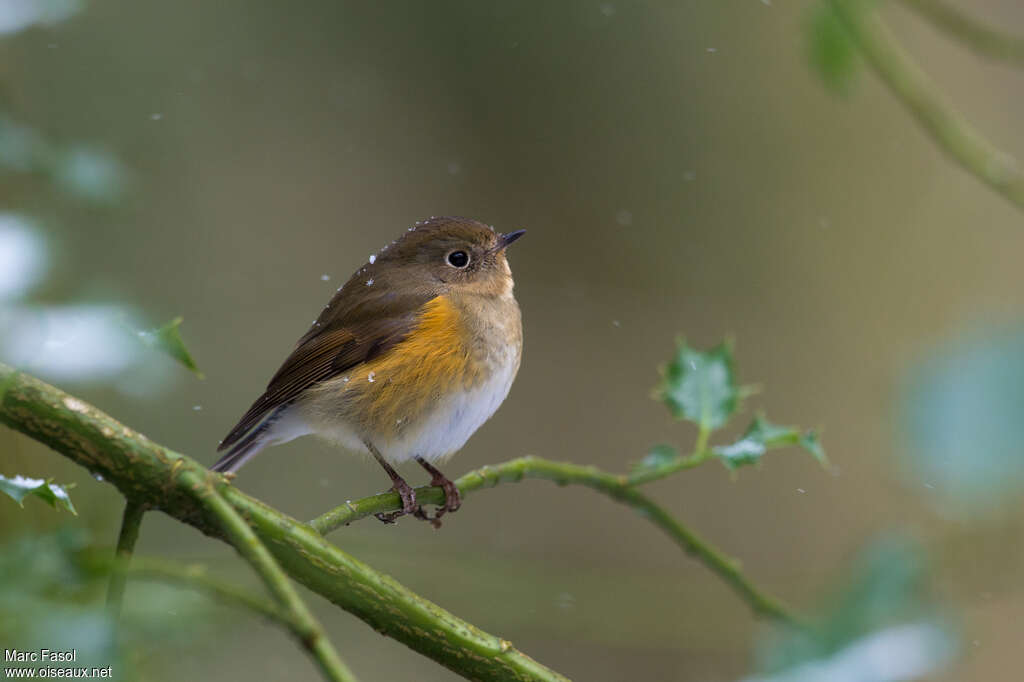 Robin à flancs roux1ère année, portrait